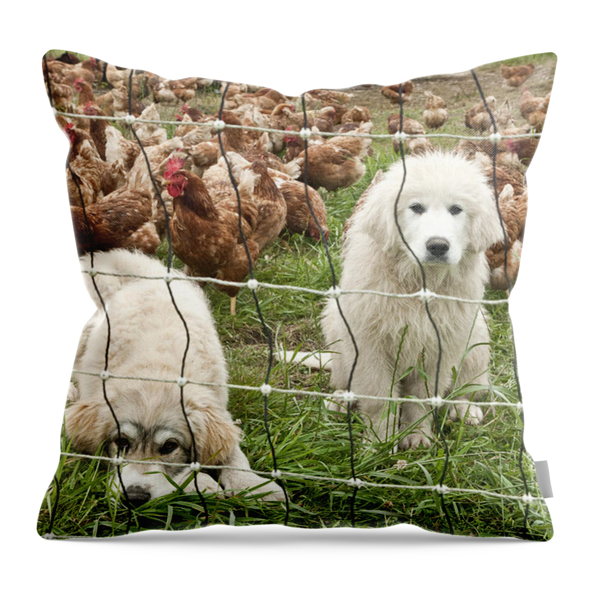 Free-range Chickens Throw Pillow featuring the photograph Great Pyrenees Pups Guard Chickens by Inga Spence
