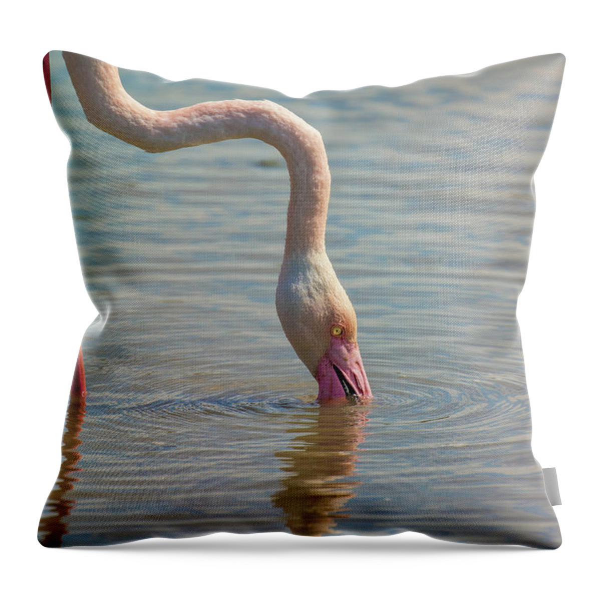 Animal Throw Pillow featuring the photograph Greater flamingo in Parc de Camargue, France by Jivko Nakev
