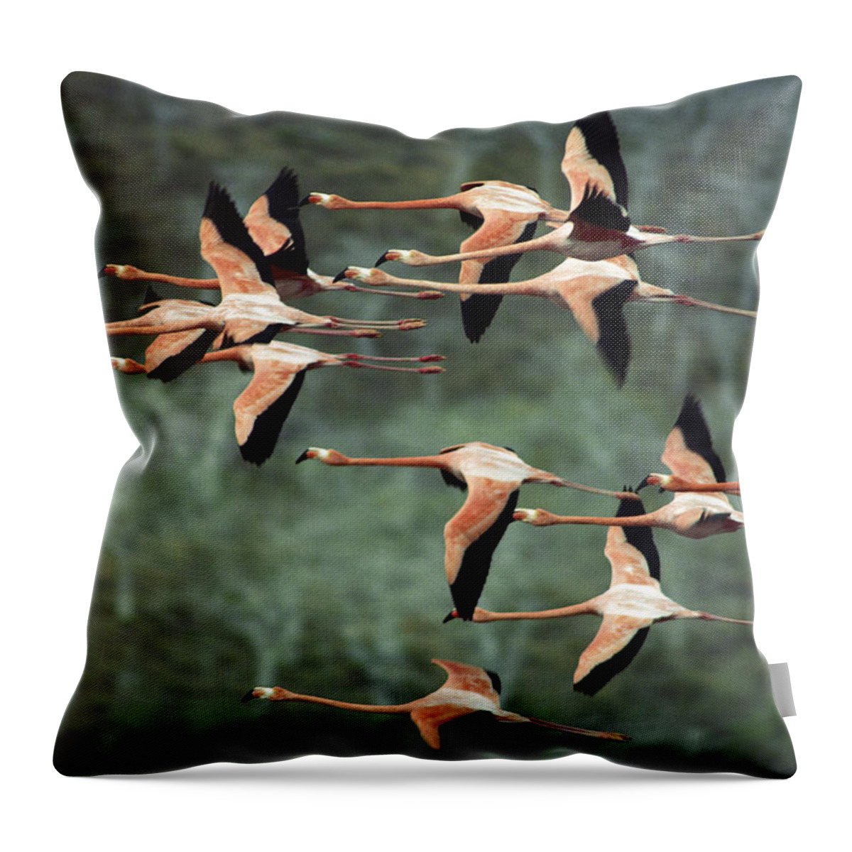 Mp Throw Pillow featuring the photograph Greater Flamingo Phoenicopterus Ruber by Tui De Roy