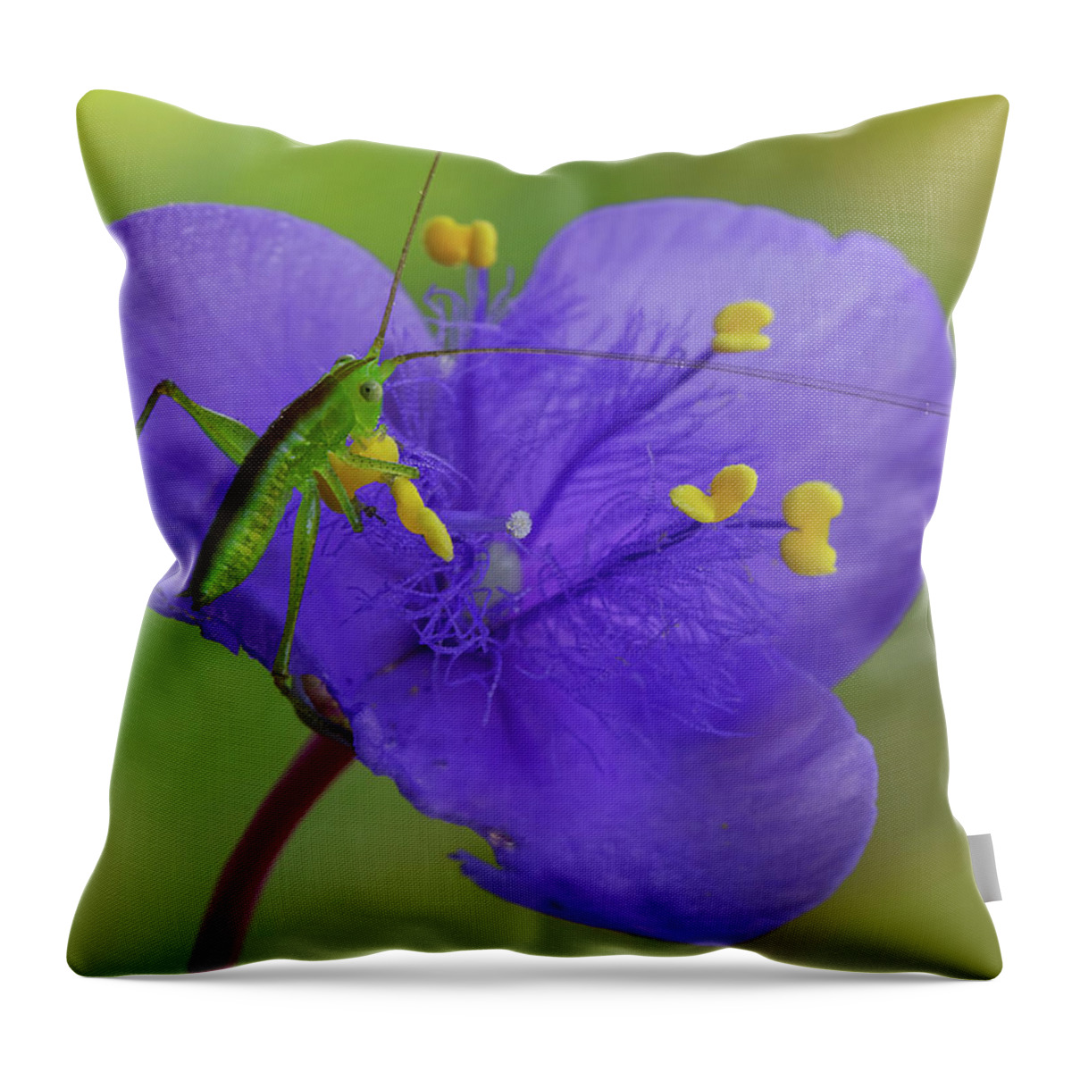 2016 Throw Pillow featuring the photograph Green and Purple by Robert Charity