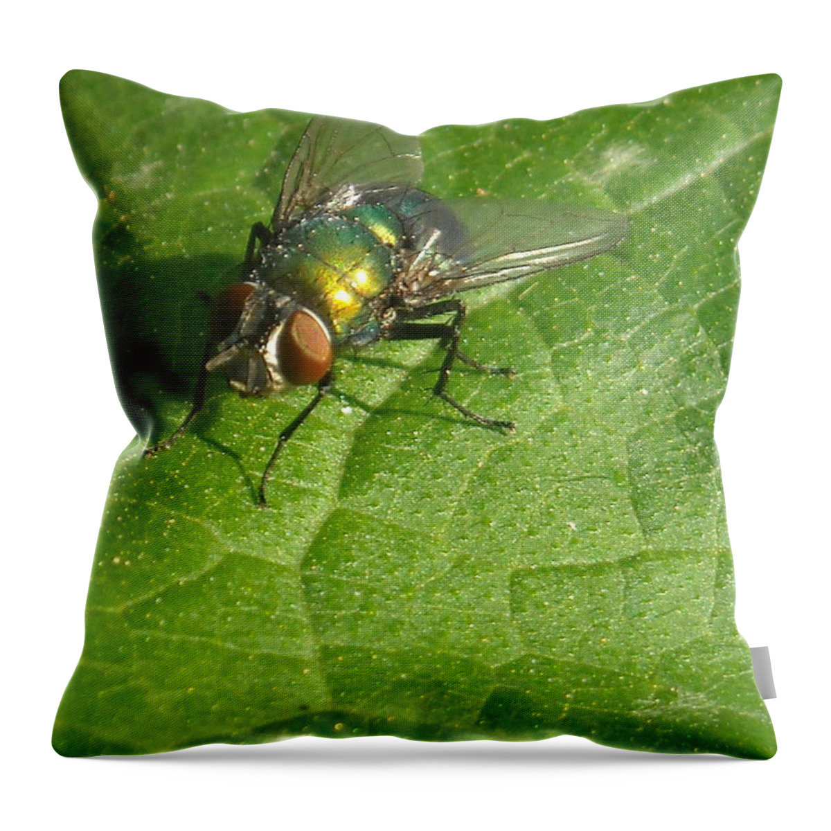 Insects Throw Pillow featuring the photograph Green Bottle Fly by Kevin Schmoldt