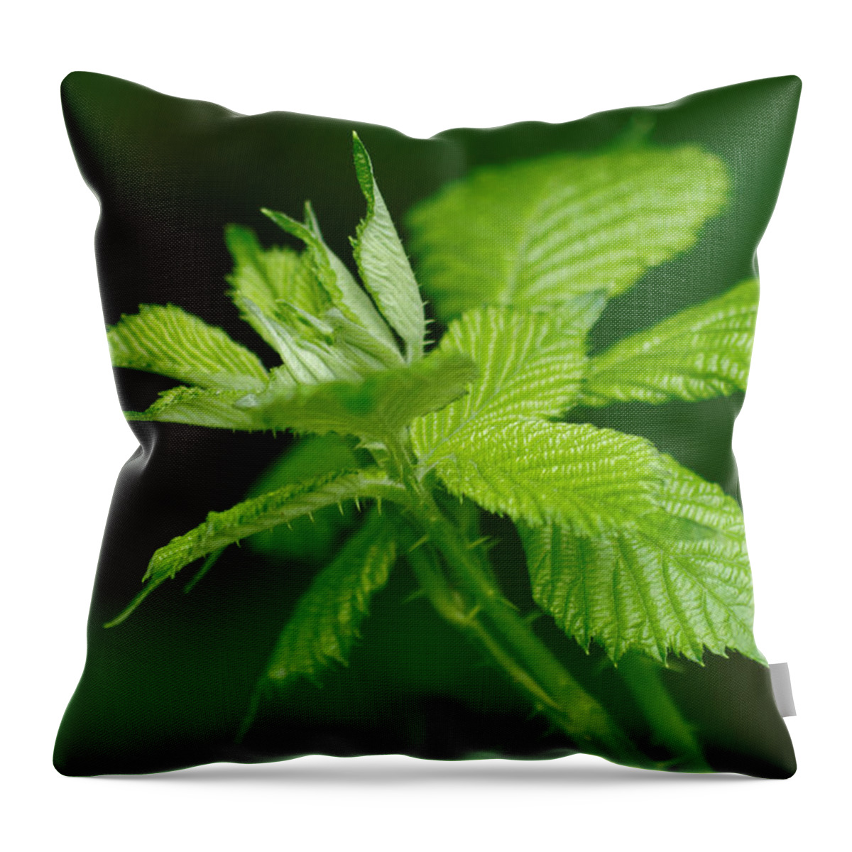 Green Throw Pillow featuring the photograph Green by Hartmut Knisel