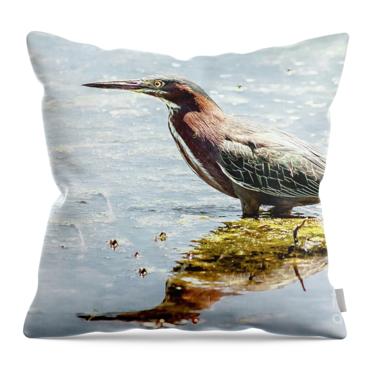 Wildlife Throw Pillow featuring the photograph Green Heron Bright Day by Robert Frederick