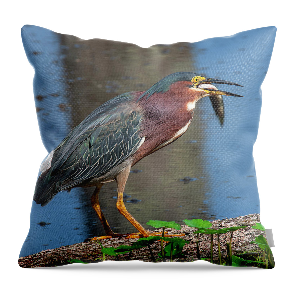 Marsh Throw Pillow featuring the photograph Green Heron DMSB0080 by Gerry Gantt