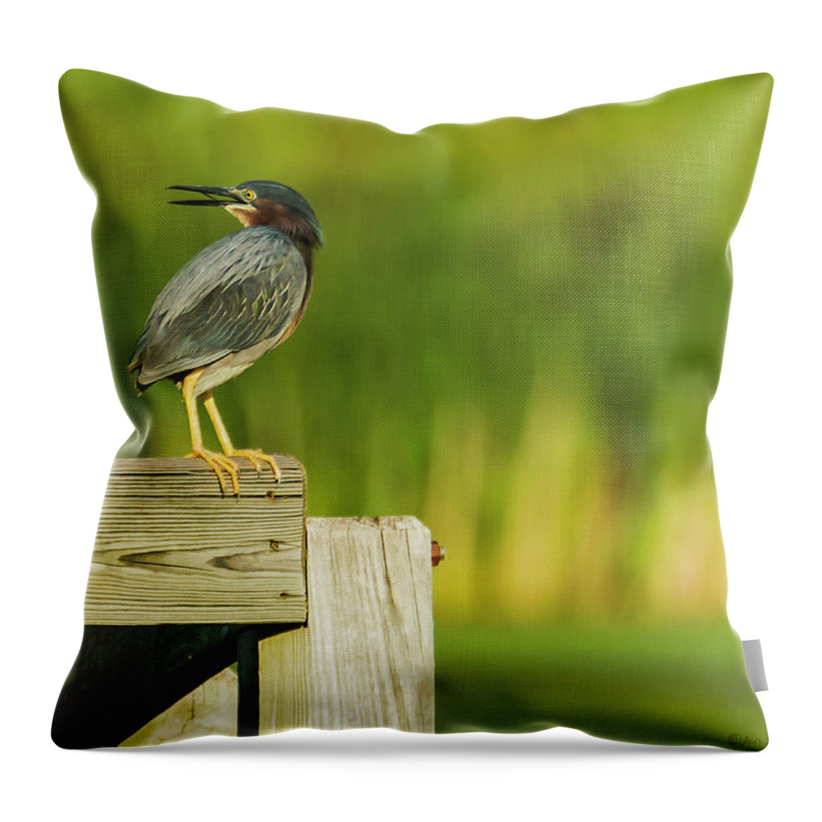 Green Heron Throw Pillow featuring the photograph Green Heron On The Corner by Ed Peterson