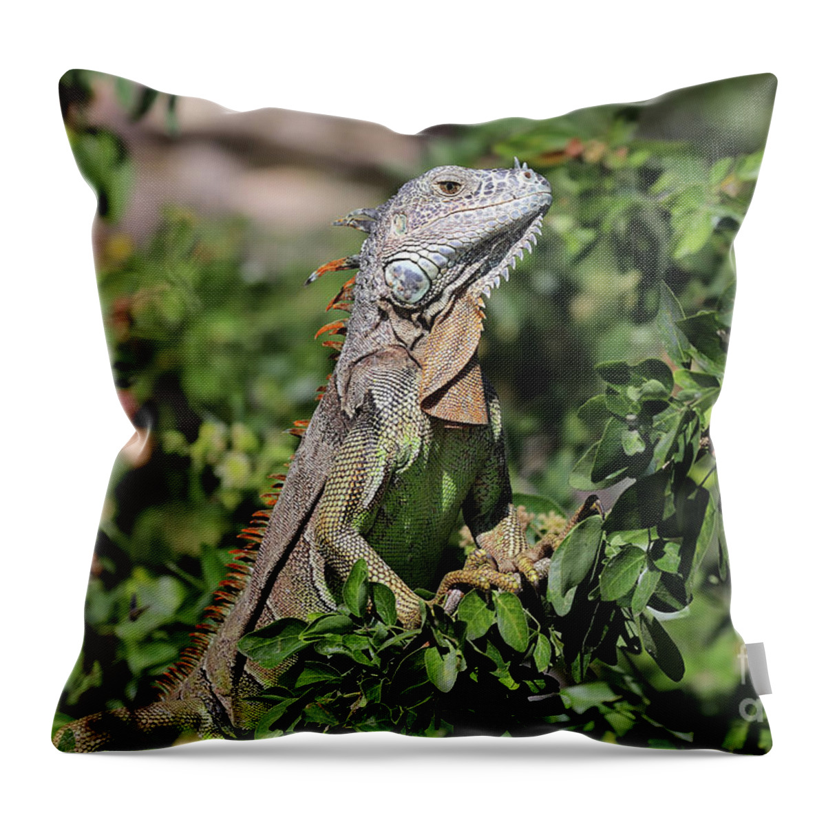 Animal Throw Pillow featuring the photograph Green Iguana by Teresa Zieba