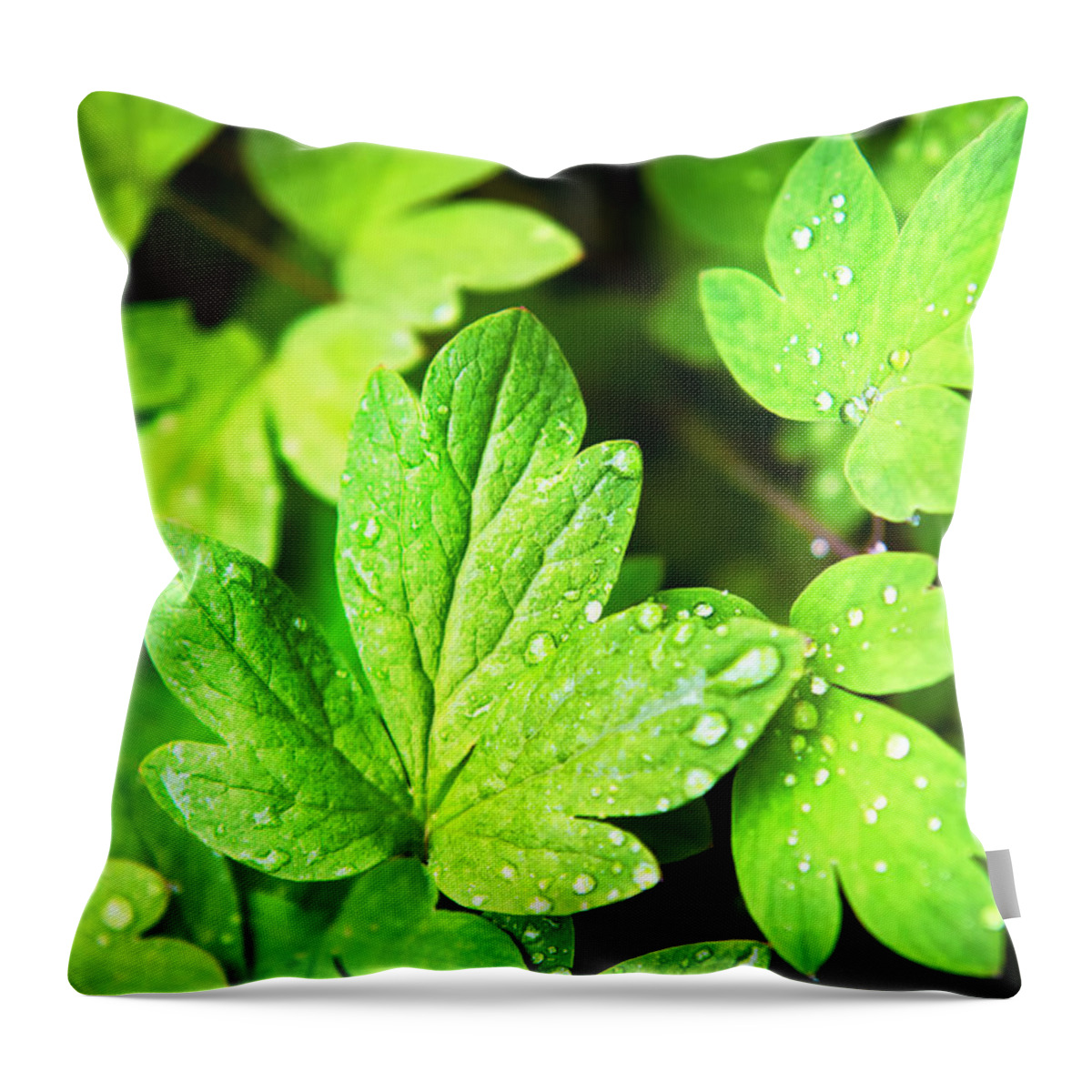 Green Leaves Throw Pillow featuring the photograph Green Leaves by Christina Rollo