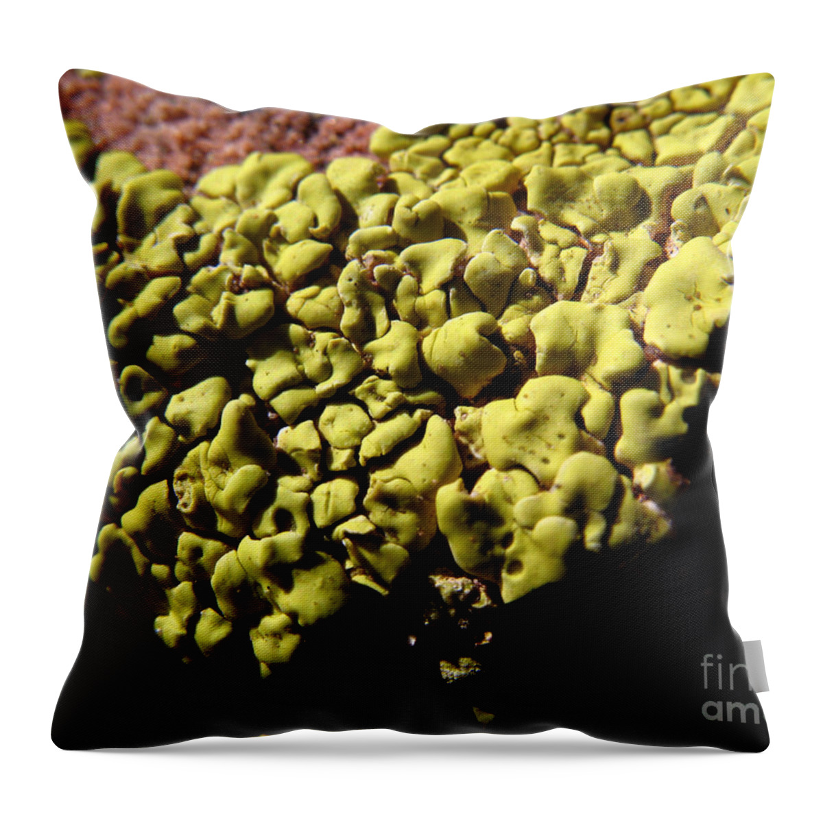 Lichen Throw Pillow featuring the photograph Green Lichen Macro - 4077 by Jason Freedman