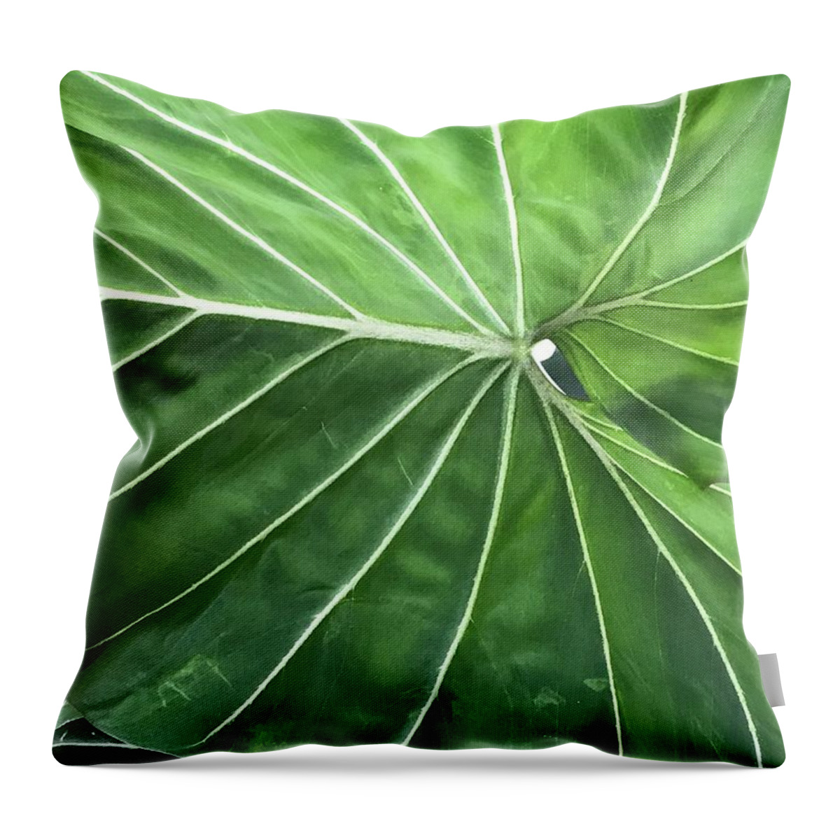 Flowers Throw Pillow featuring the photograph Green Lines by Jean Wolfrum