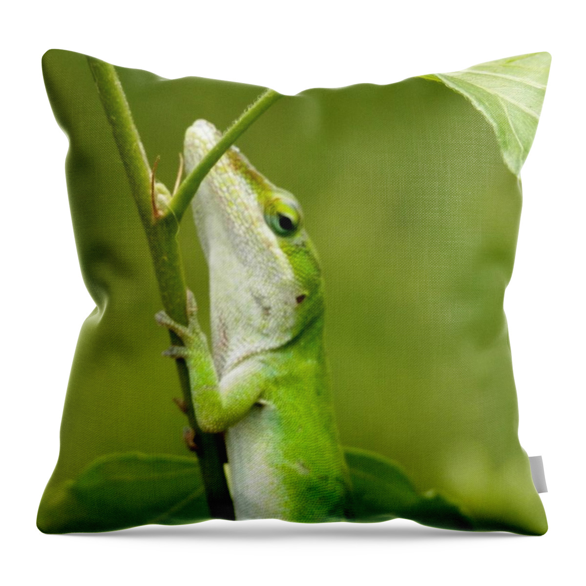  #green #lizard #slim #stem #shaded. #hot #florida #summer Throw Pillow featuring the photograph Green Lizard on Hold by Belinda Lee