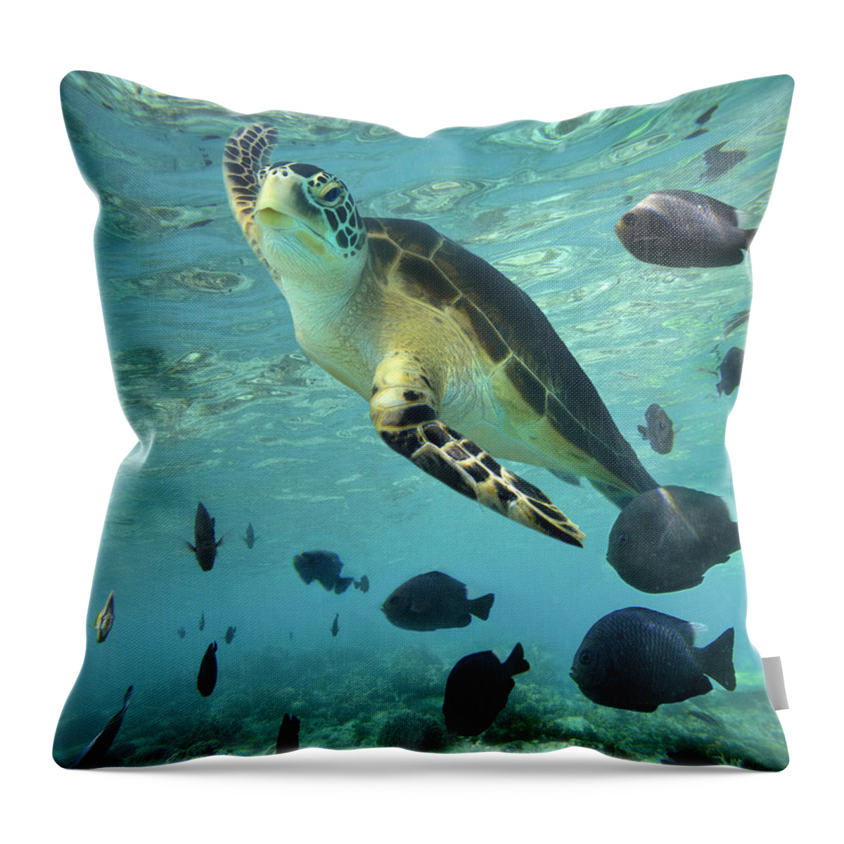 00451420 Throw Pillow featuring the photograph Green Sea Turtle Balicasag Island by Tim Fitzharris