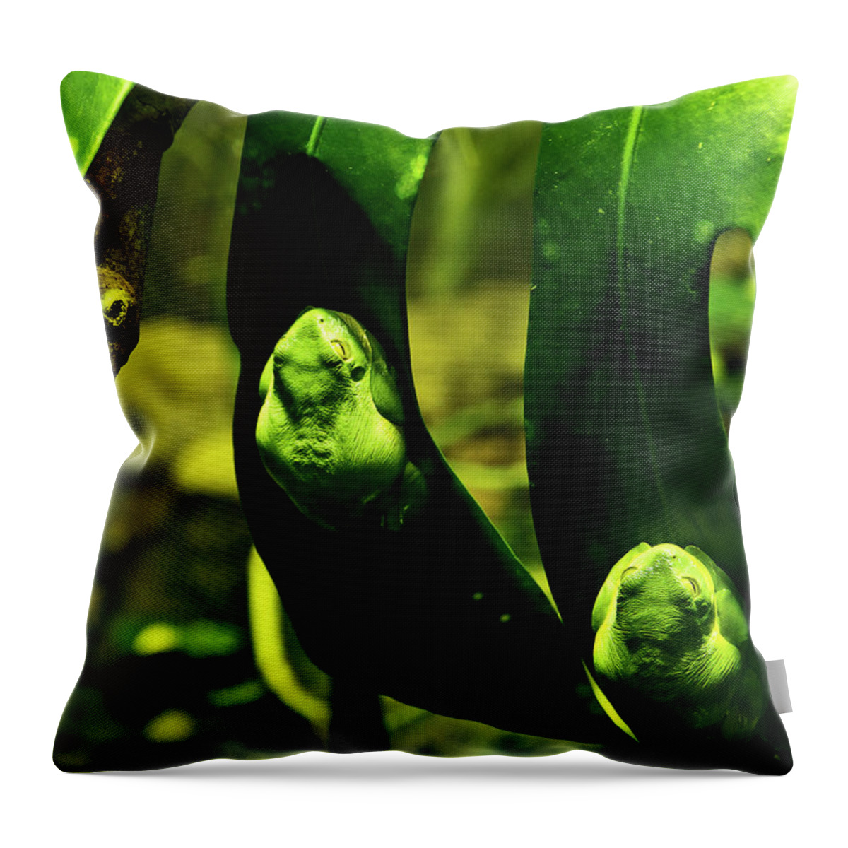 Green Tree Frog Throw Pillow featuring the photograph Green Tree Frog by Miroslava Jurcik