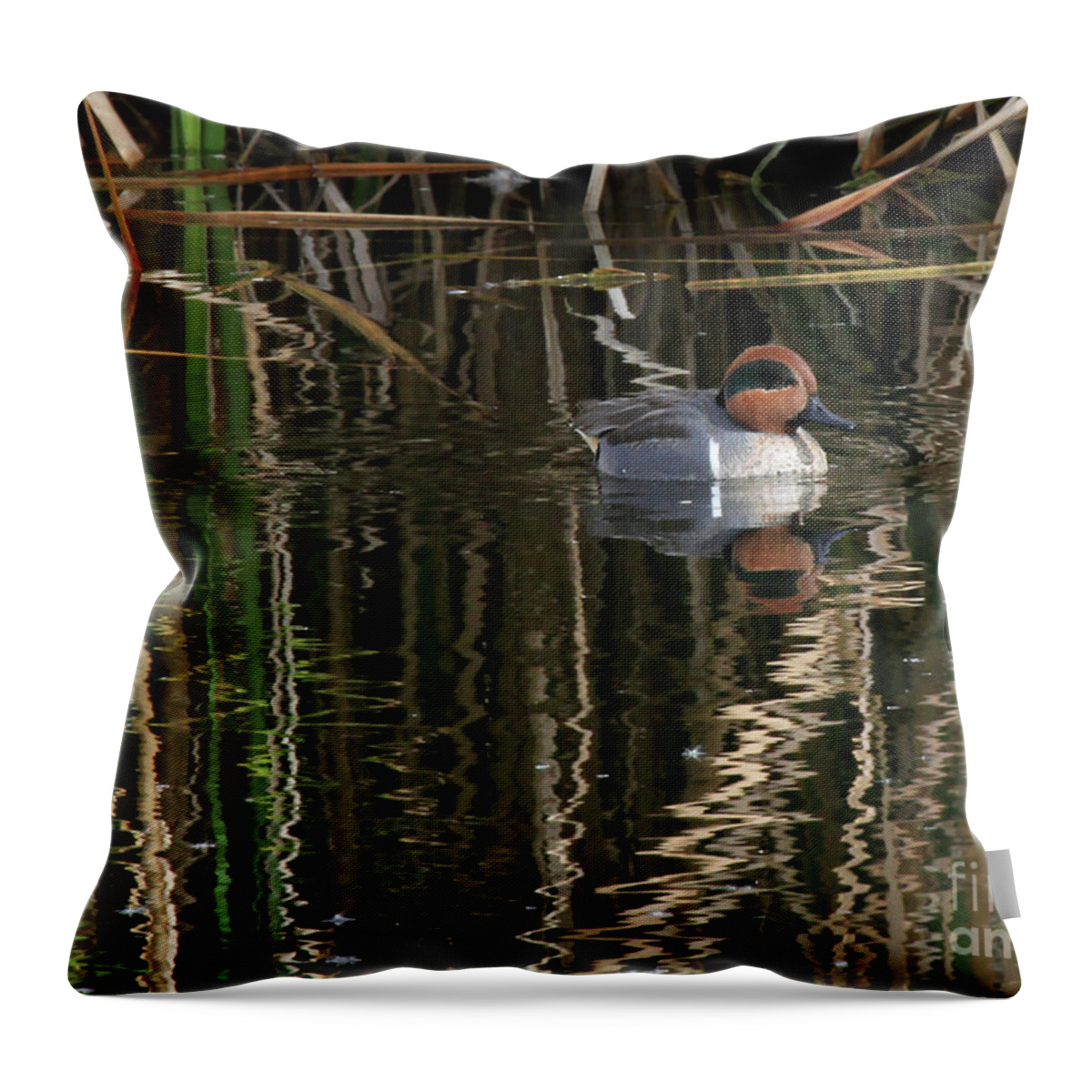 Green Winged Teal Throw Pillow featuring the photograph Green Winged Teal by Paula Guttilla