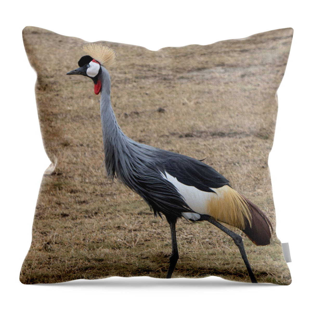 Cranes Throw Pillow featuring the photograph Grey Crowned Crane in the Wild by Pravine Chester
