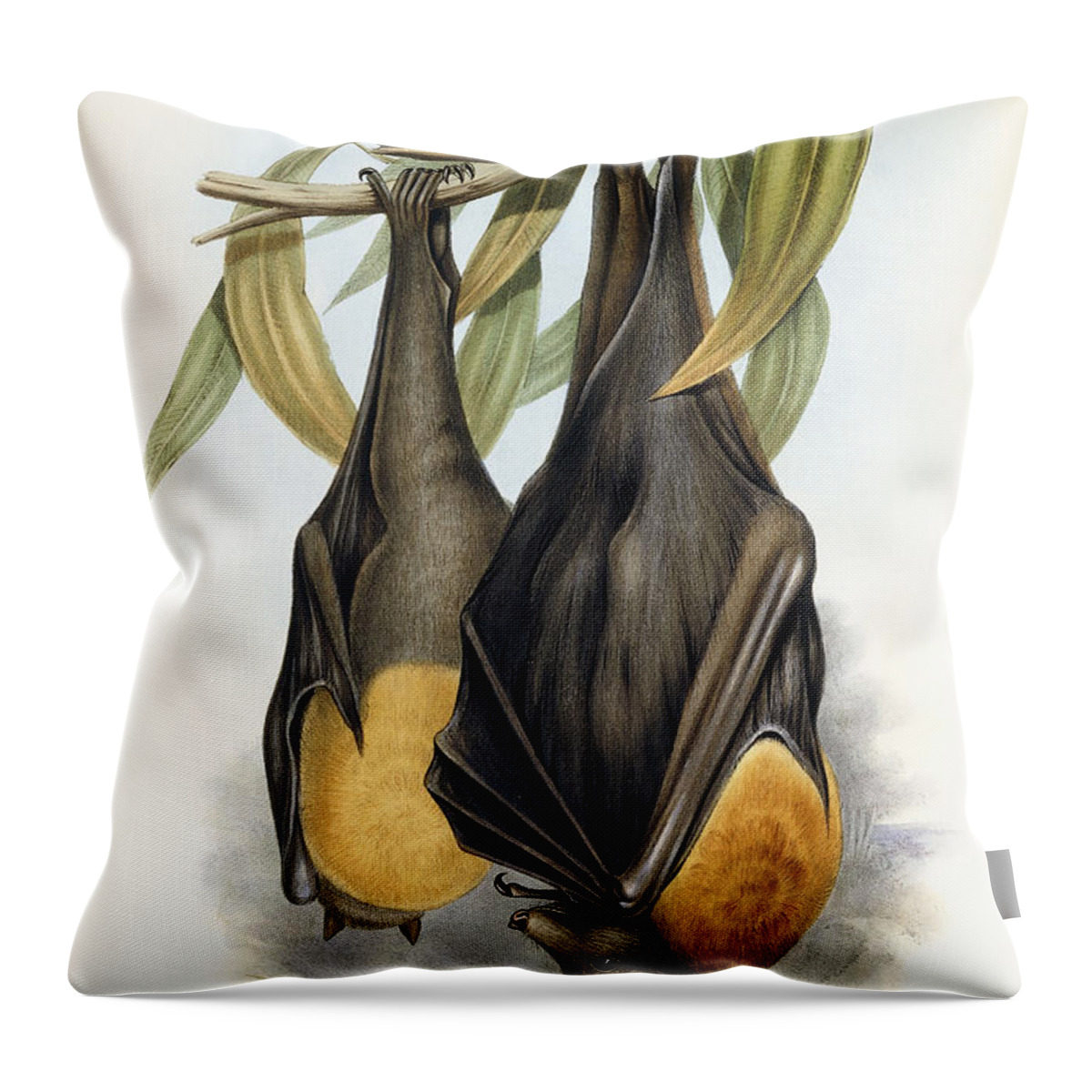 Bat Throw Pillow featuring the painting Grey Headed Flying Fox, Pteropus Poliocephalus by John Gould by John Gould