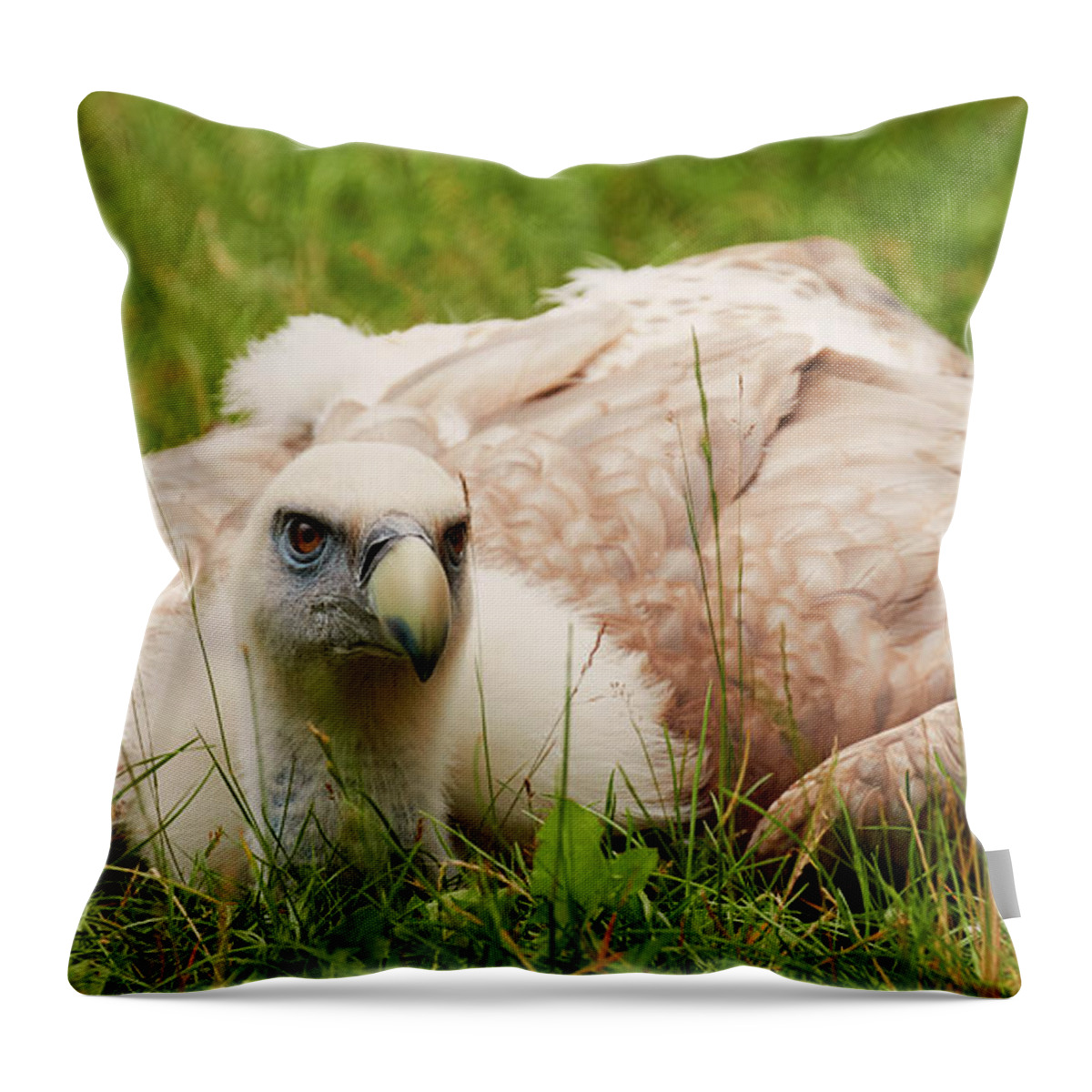 Griffon Throw Pillow featuring the photograph Griffon vulture by Nick Biemans