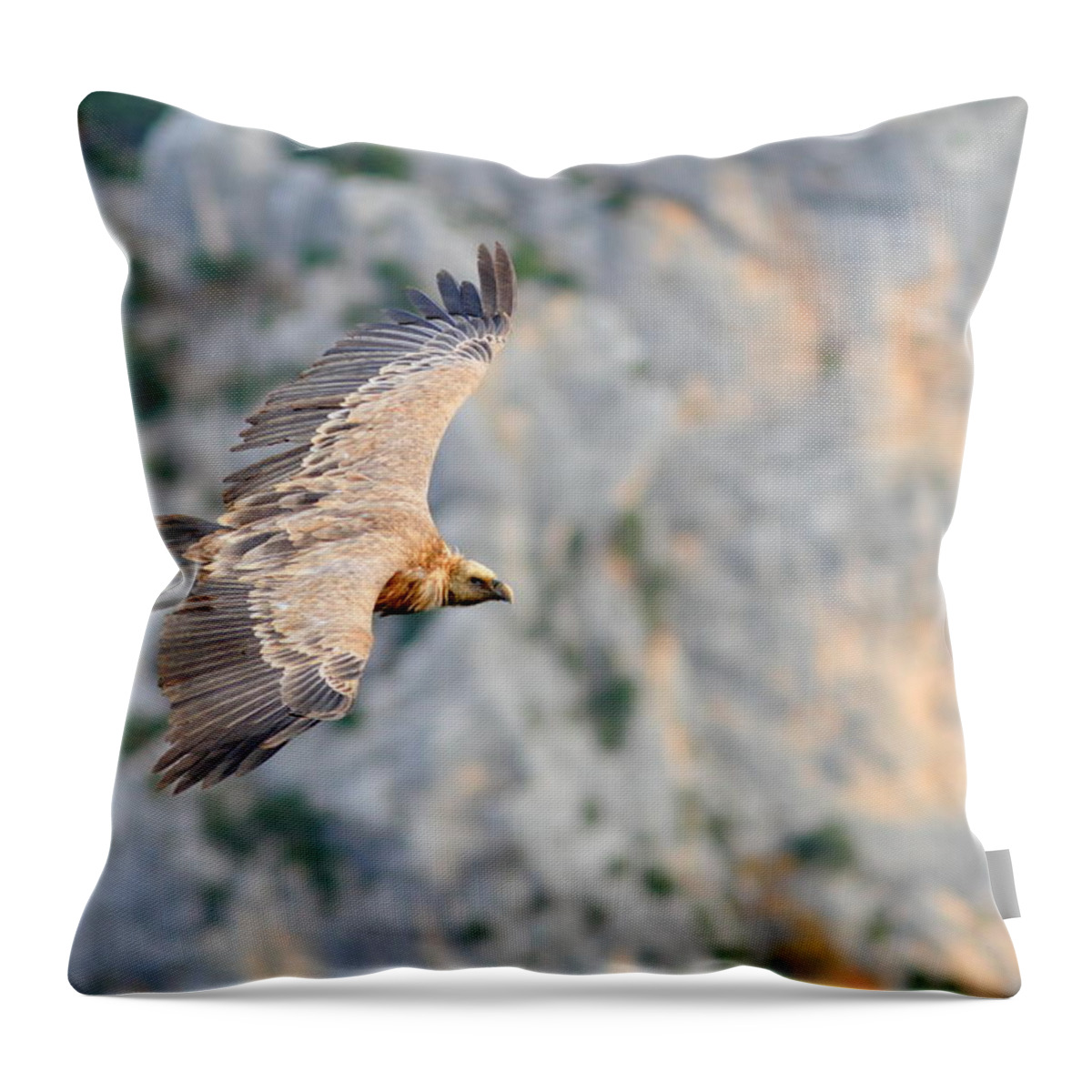 Wildlife Throw Pillow featuring the photograph Griffon Vulture by Richard Patmore