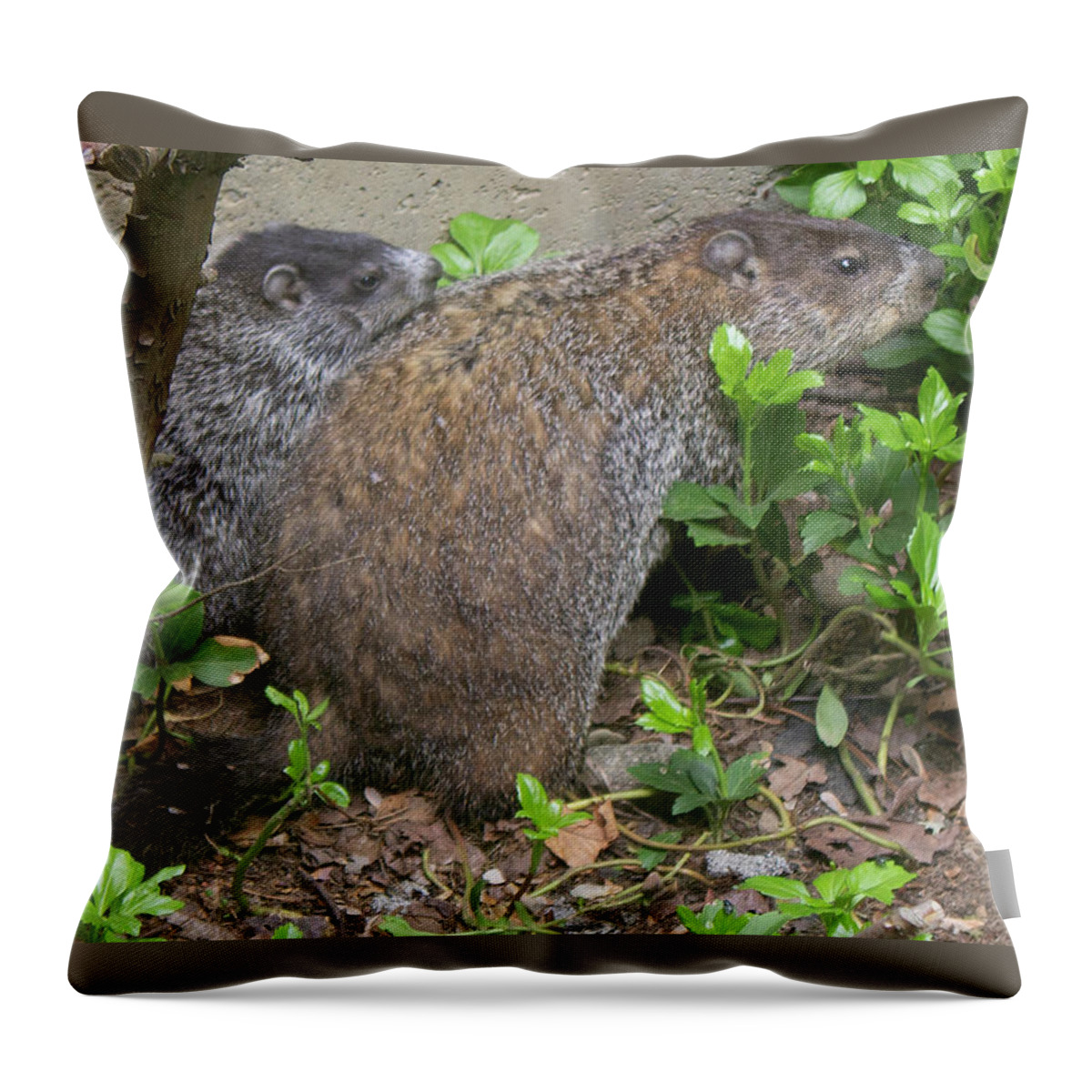 Wildlife Photograph Throw Pillow featuring the photograph Ground Hog Mom and Child by Geoff Jewett