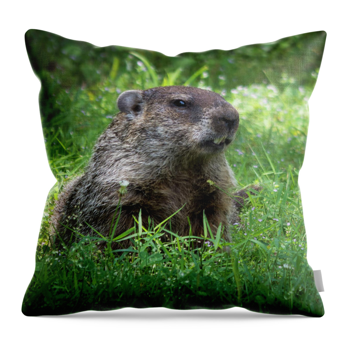 Wildlife Throw Pillow featuring the photograph Groundhog Posing by John Benedict
