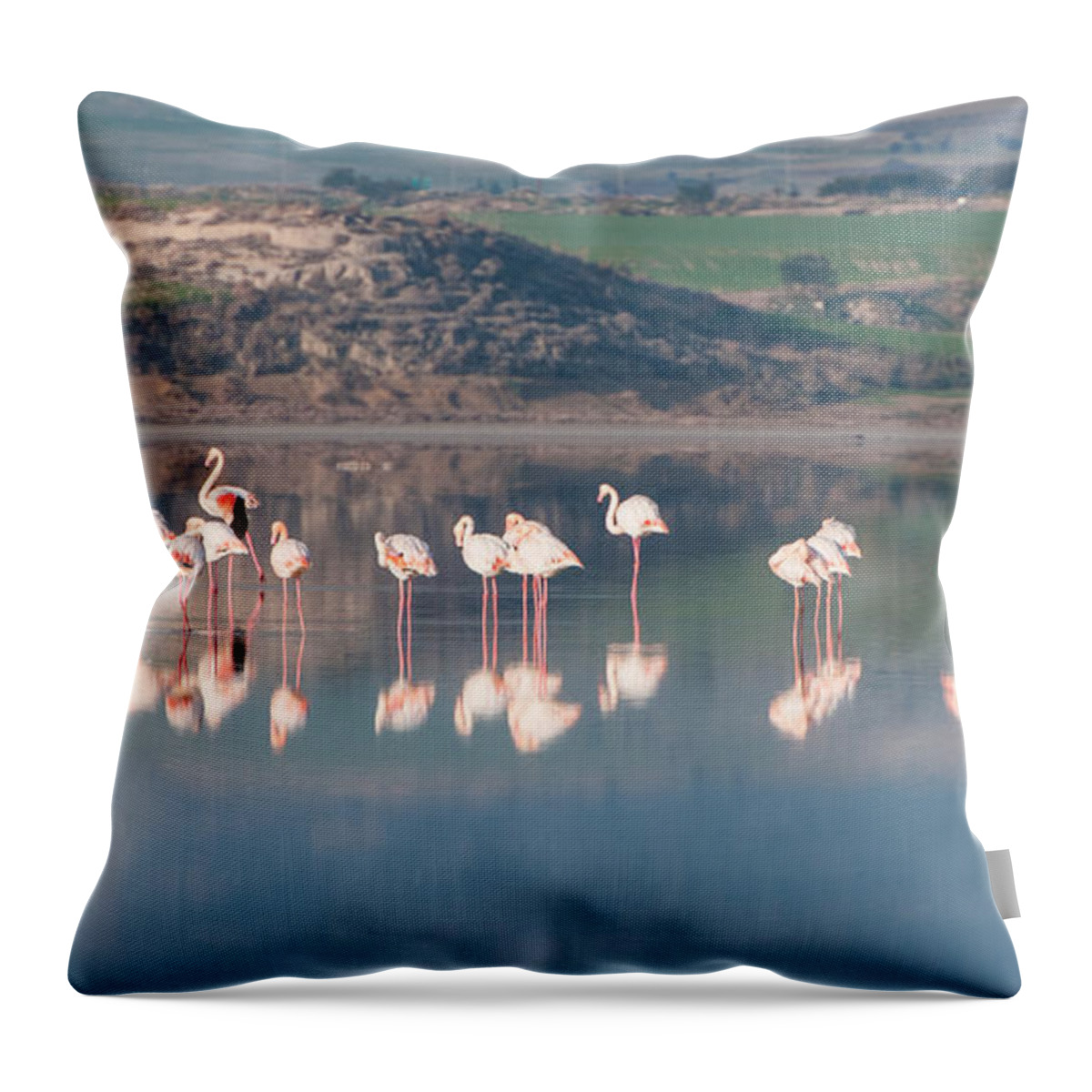 Flamingo Throw Pillow featuring the photograph Group of beautiful flamingo birds by Michalakis Ppalis