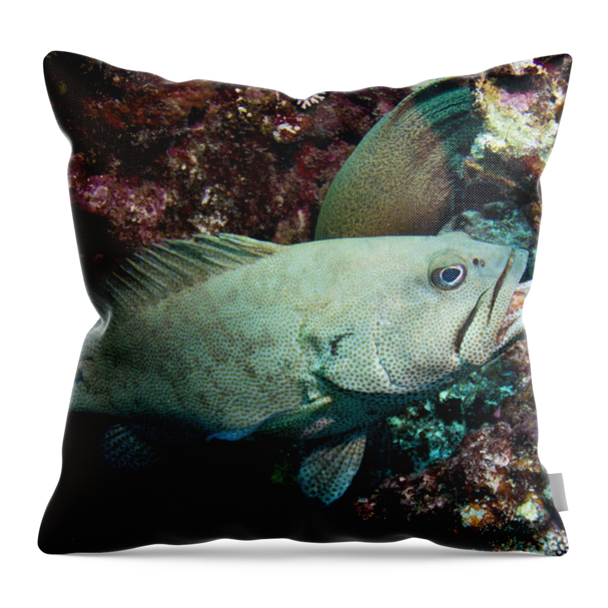 Razor Throw Pillow featuring the photograph Grouper and Moray Eel by Dan Norton