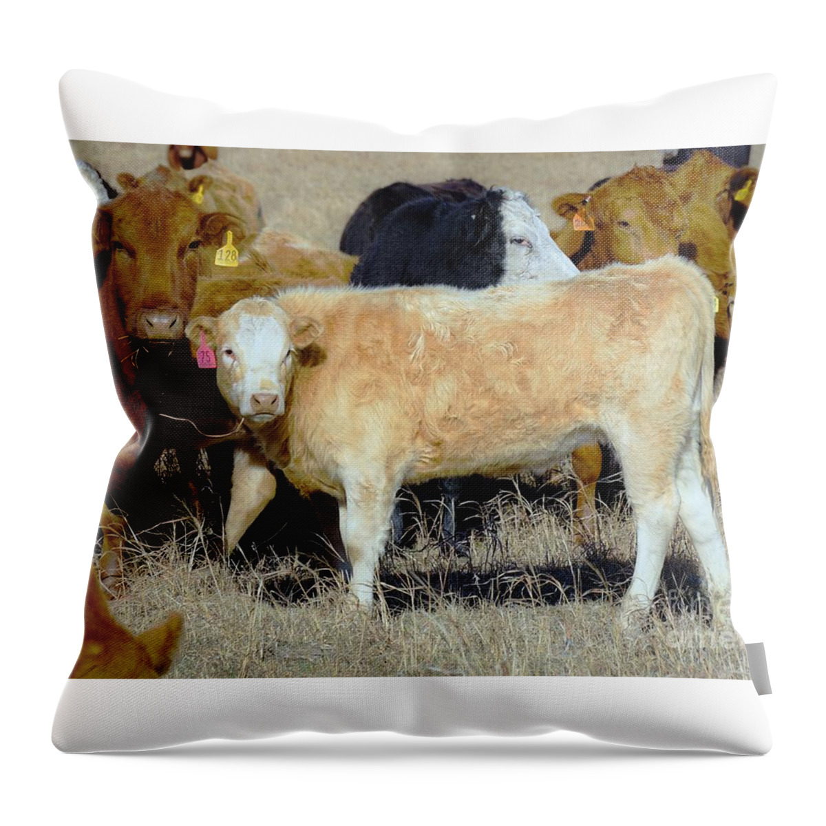 Calf Throw Pillow featuring the photograph Growing up by Merle Grenz