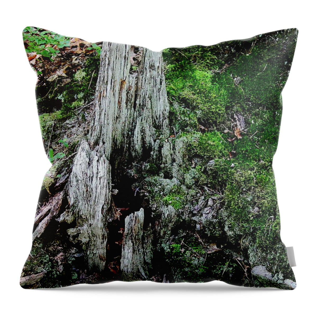 Stump Throw Pillow featuring the photograph Growth and Decay by Allen Nice-Webb