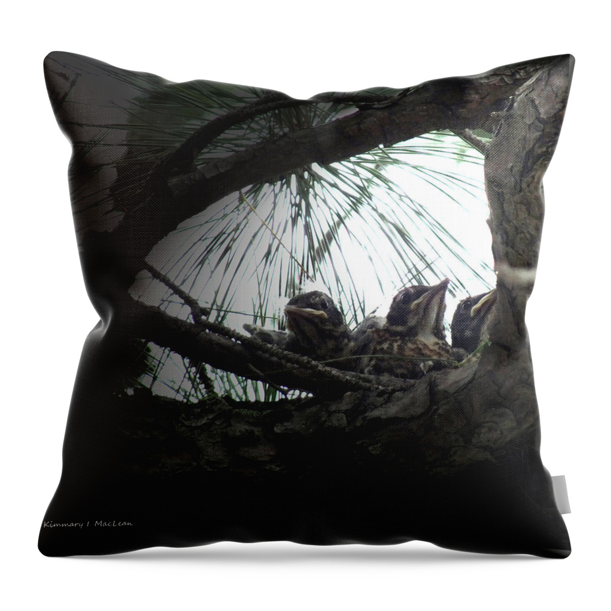 Grumpy Throw Pillow featuring the photograph Grumpy Birds by Kimmary MacLean