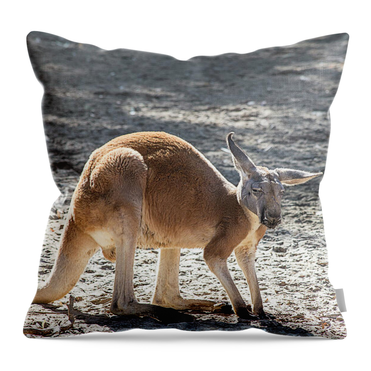 Kangaroo Throw Pillow featuring the photograph Grumpy Kangaroo by Elisabeth Lucas