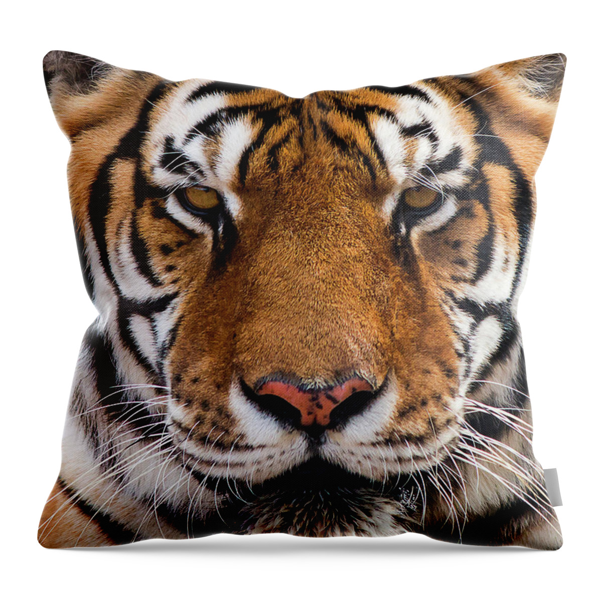 Heidenreich Throw Pillow featuring the photograph Hunter's Displeasure by American Landscapes