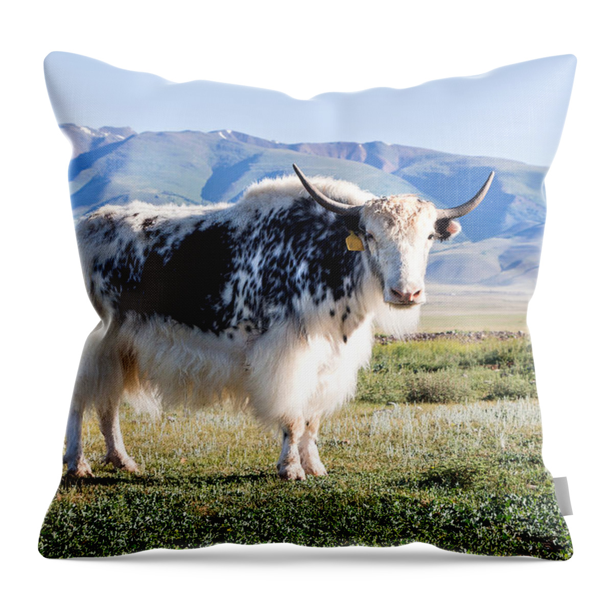 Grunting Ox In Altai Prairie Throw Pillow featuring the photograph Grunting Ox in Altai Prairie by Victor Kovchin