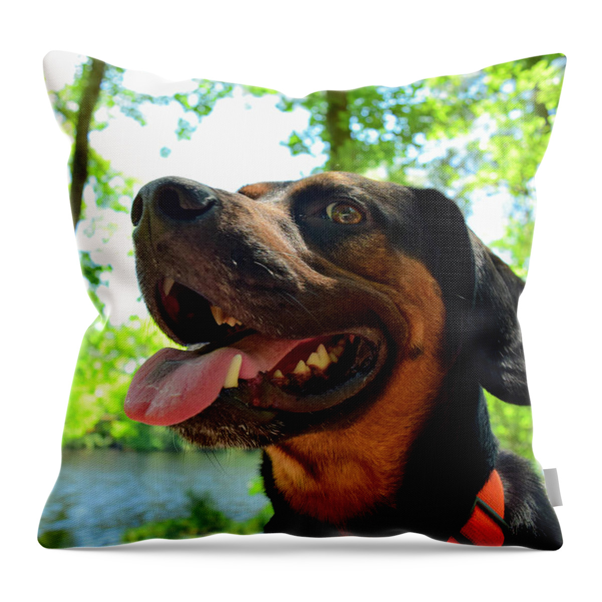 Hike Throw Pillow featuring the photograph Gus on a Hike by Nicole Lloyd