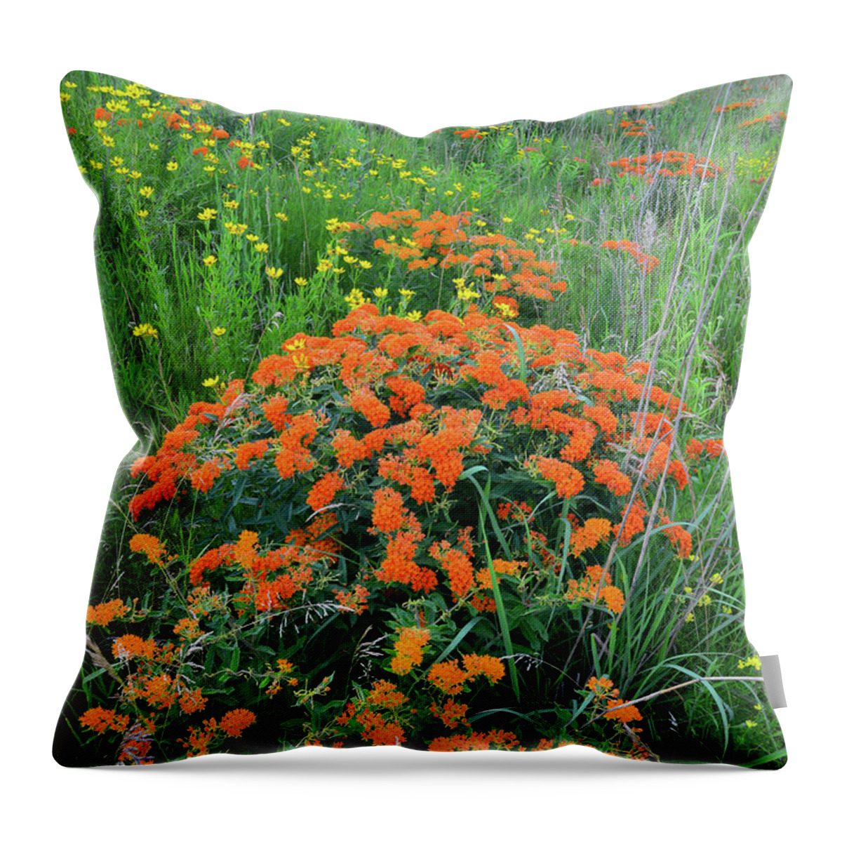 Illinois Throw Pillow featuring the photograph Hackmatack NWR Butterfly Weed by Ray Mathis