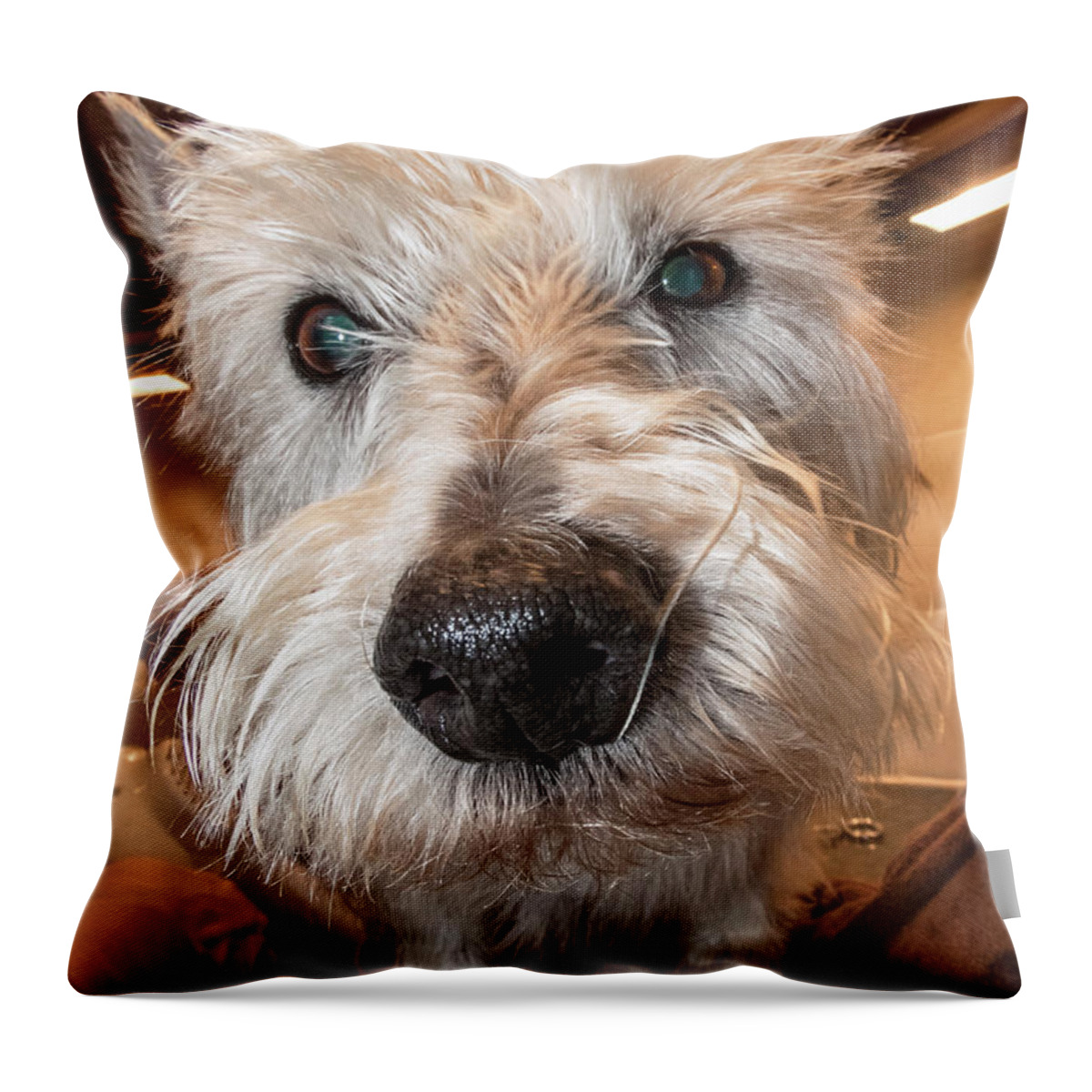 Dog Throw Pillow featuring the photograph Haggis Gets A Bath by Bob Slitzan
