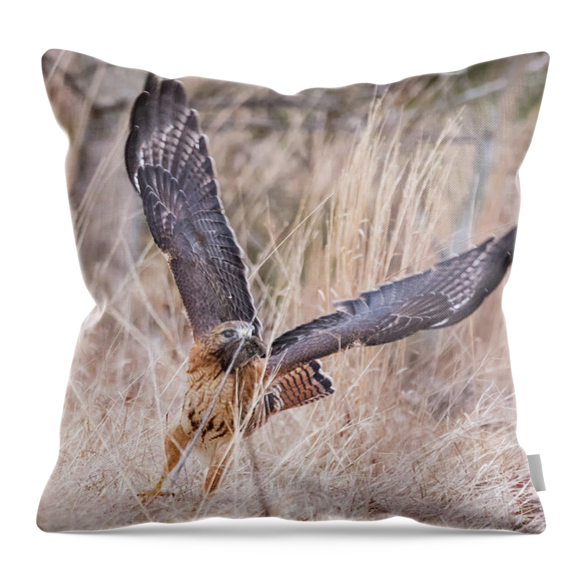 Hal Hybrid Hawk Redtail Redshould Redshouldered Red-shoulder Red-tail X Bird Hunting Vole Catch Feeding Rare Ornithology Outside Outdoors Natural Wild Wildlife Nature Prey Boylston West W Westboylston Ma Mass Massachusetts Brian Hale Brianhalephoto Newengland New England Throw Pillow featuring the photograph Hal picking up dinner by Brian Hale