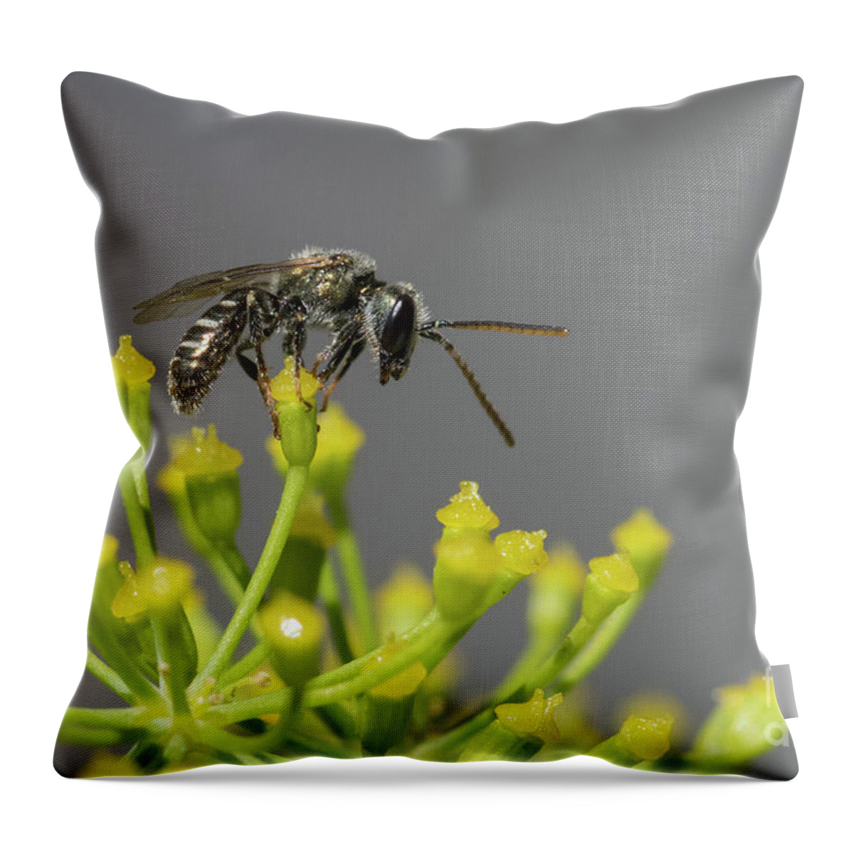 Animal Throw Pillow featuring the photograph Halictid bee - Lasioglossum discum by Jivko Nakev