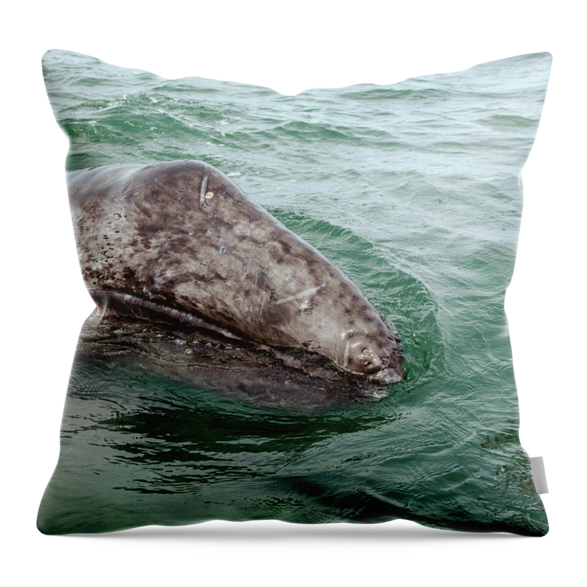 Whales Throw Pillow featuring the photograph Hand across the waters by David Shuler