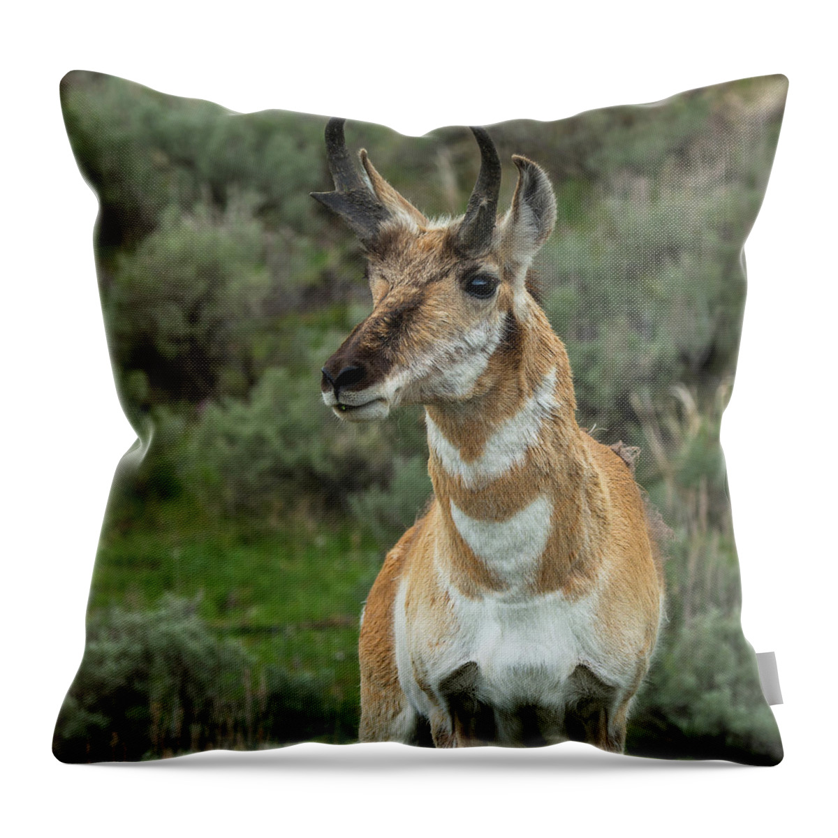 Pronghorn Throw Pillow featuring the photograph Handsome Pronghorn In Rut by Yeates Photography