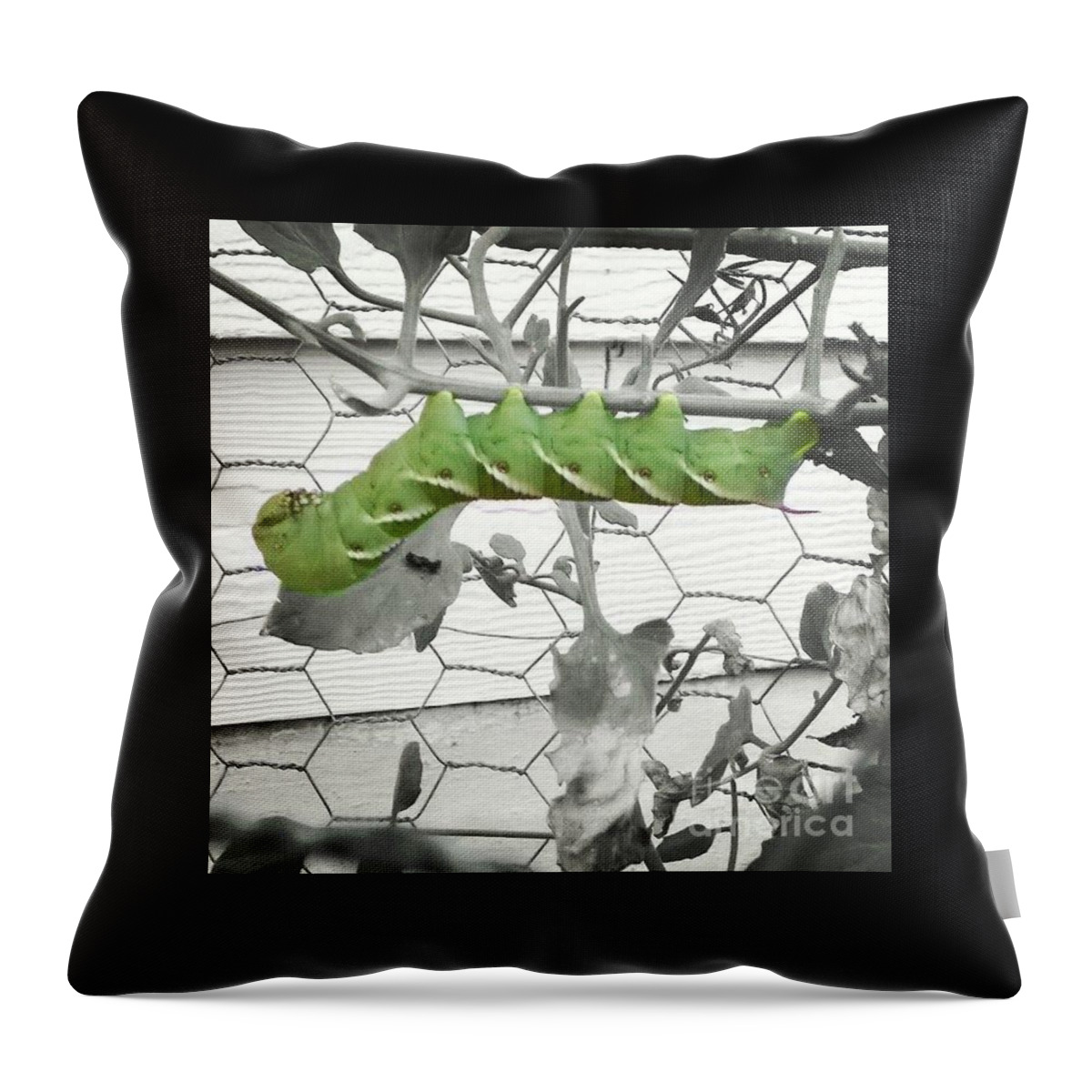Tomato Worm Throw Pillow featuring the photograph Hang in there caterpillar by Kari Myres