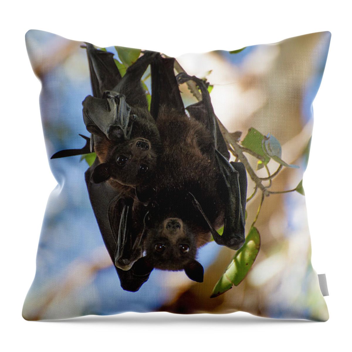 Flying Fox Throw Pillow featuring the photograph Hang Time by John Coffey