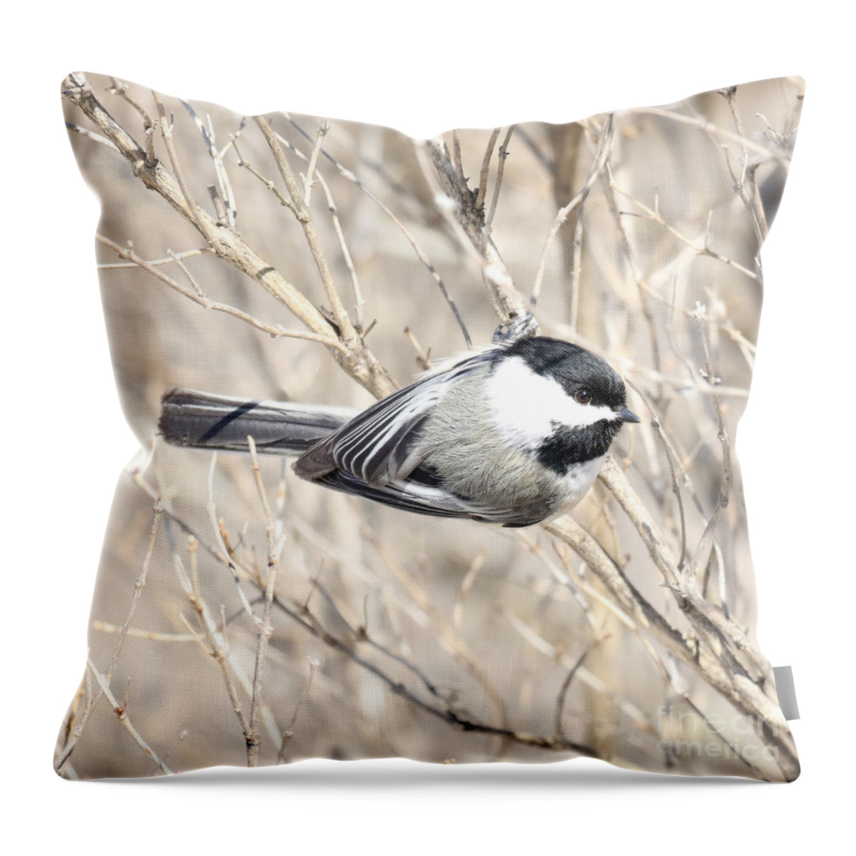 Chickadee Throw Pillow featuring the photograph Hanging in there by Heather King