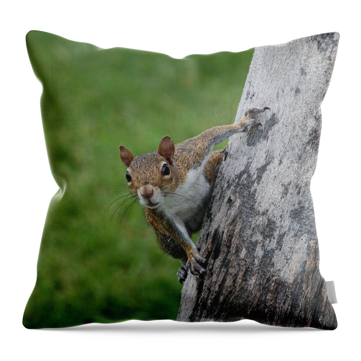 Squirrel Throw Pillow featuring the photograph Hanging On by Rob Hans