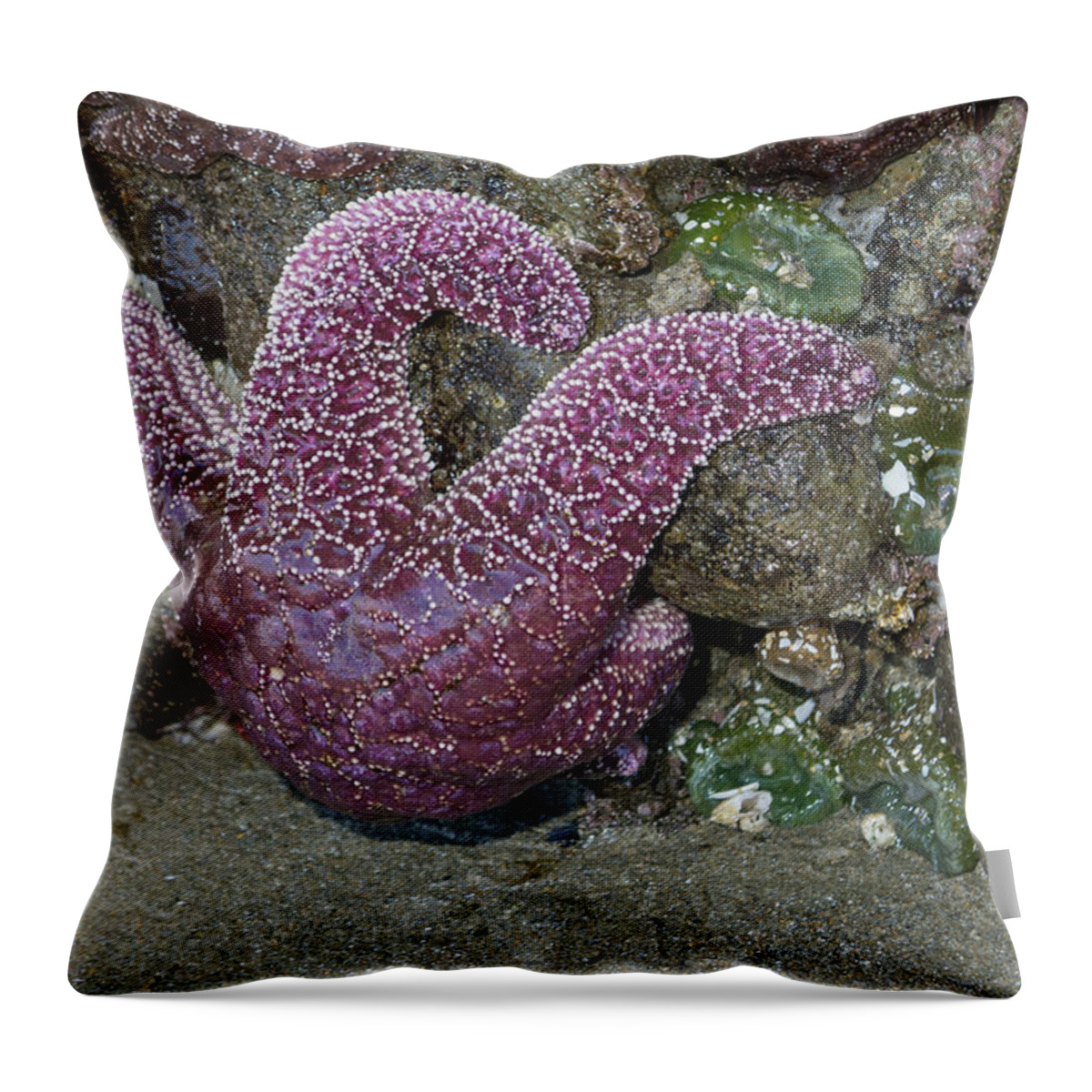 Star Throw Pillow featuring the photograph Hanging Out at the Beach by HW Kateley
