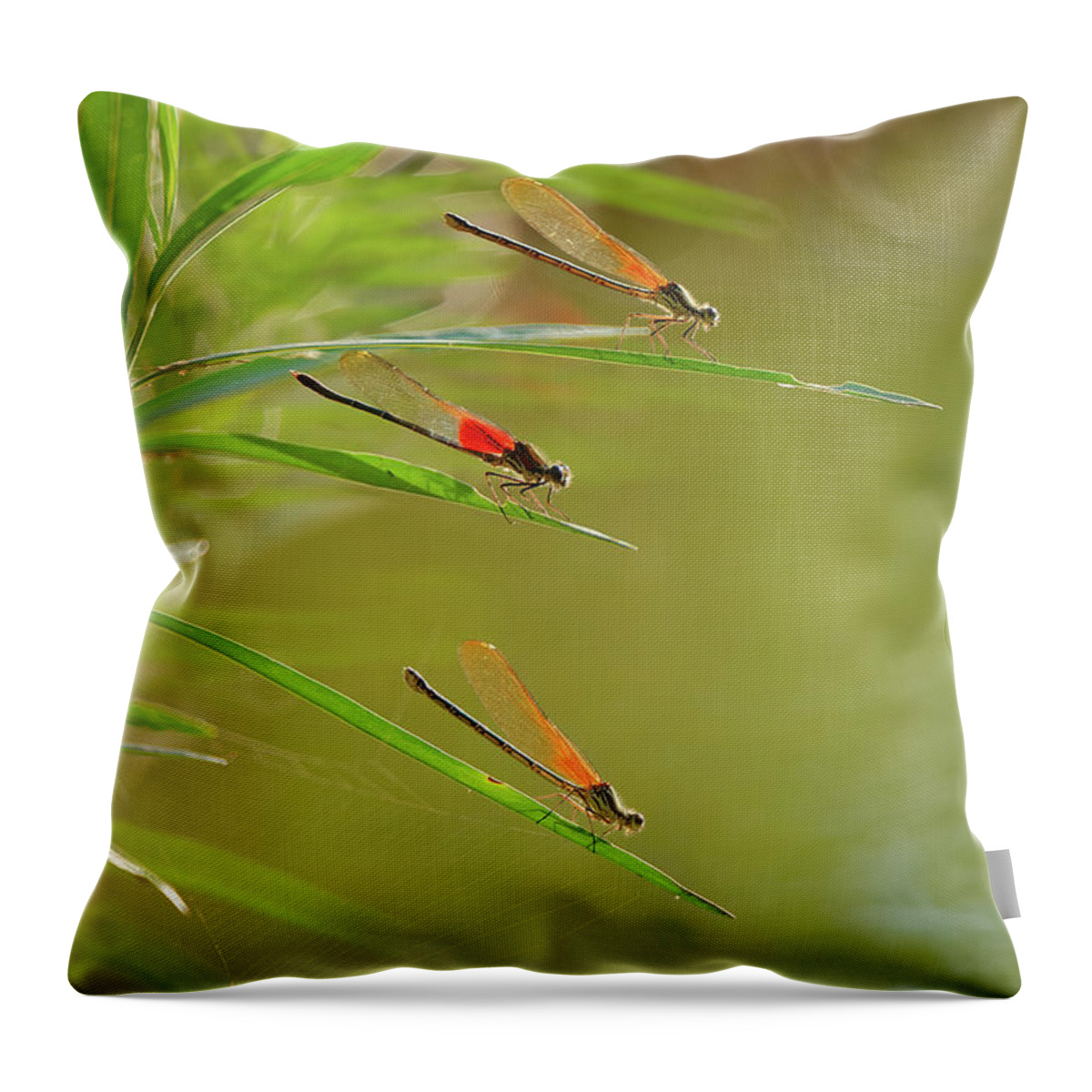 Damselflies Throw Pillow featuring the photograph Hanging out at the creek by Robert Charity