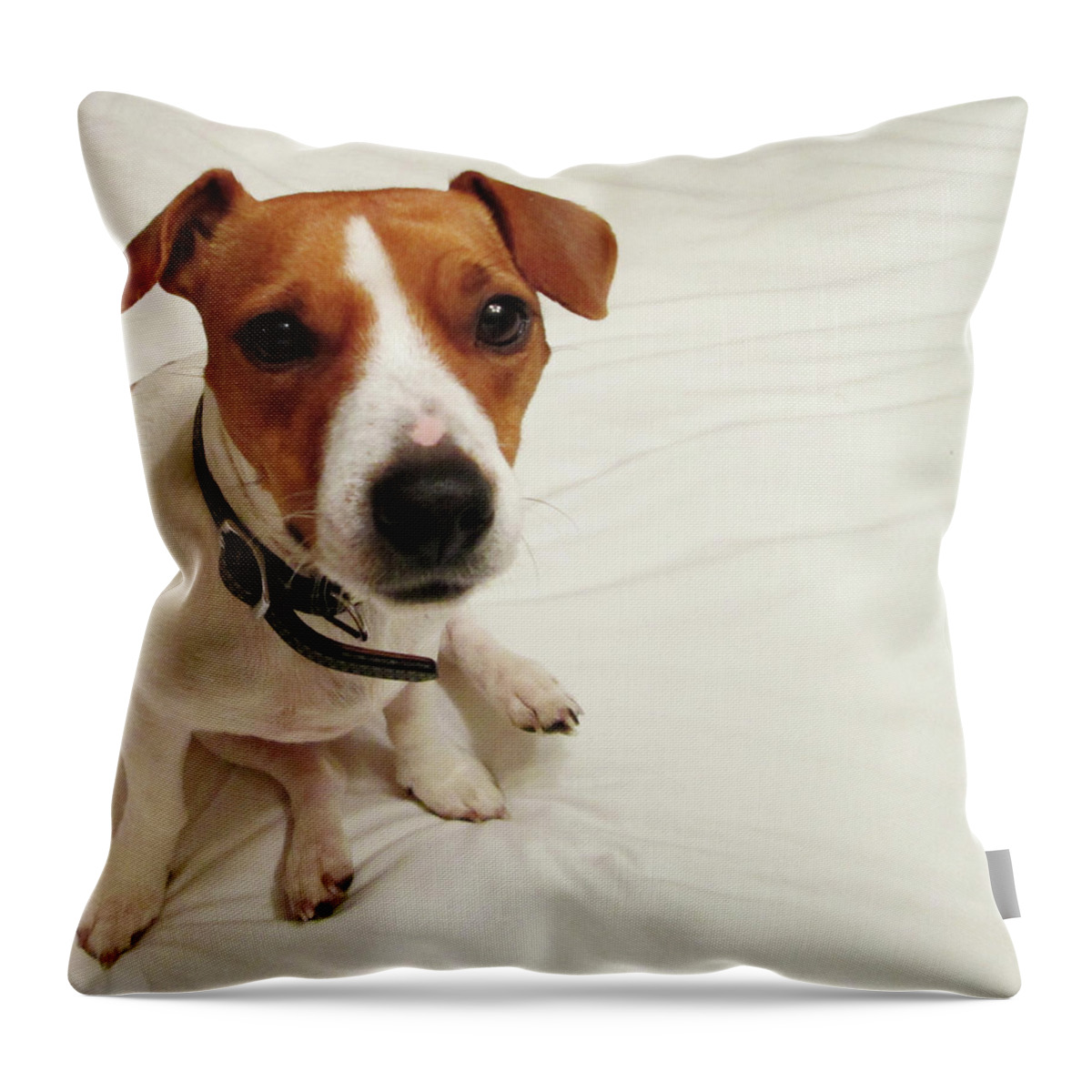 Jack Russell Throw Pillow featuring the photograph Happiness is a cute Puppy by Mary Capriole
