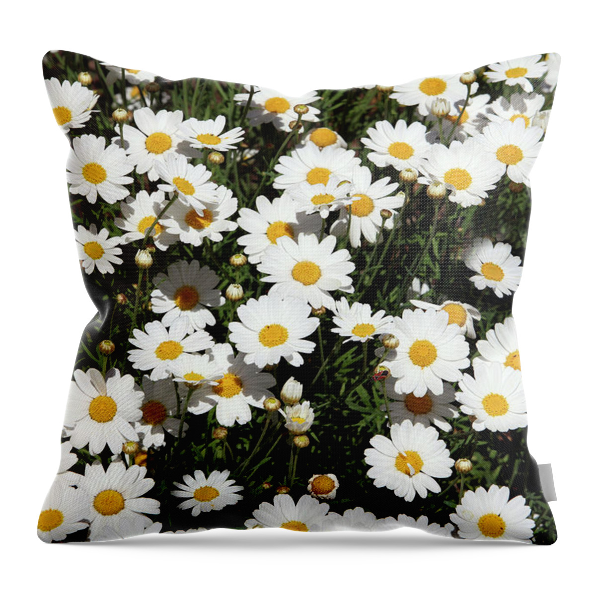 Daisy Throw Pillow featuring the mixed media Happy Daisies- Photography by Linda Woods by Linda Woods