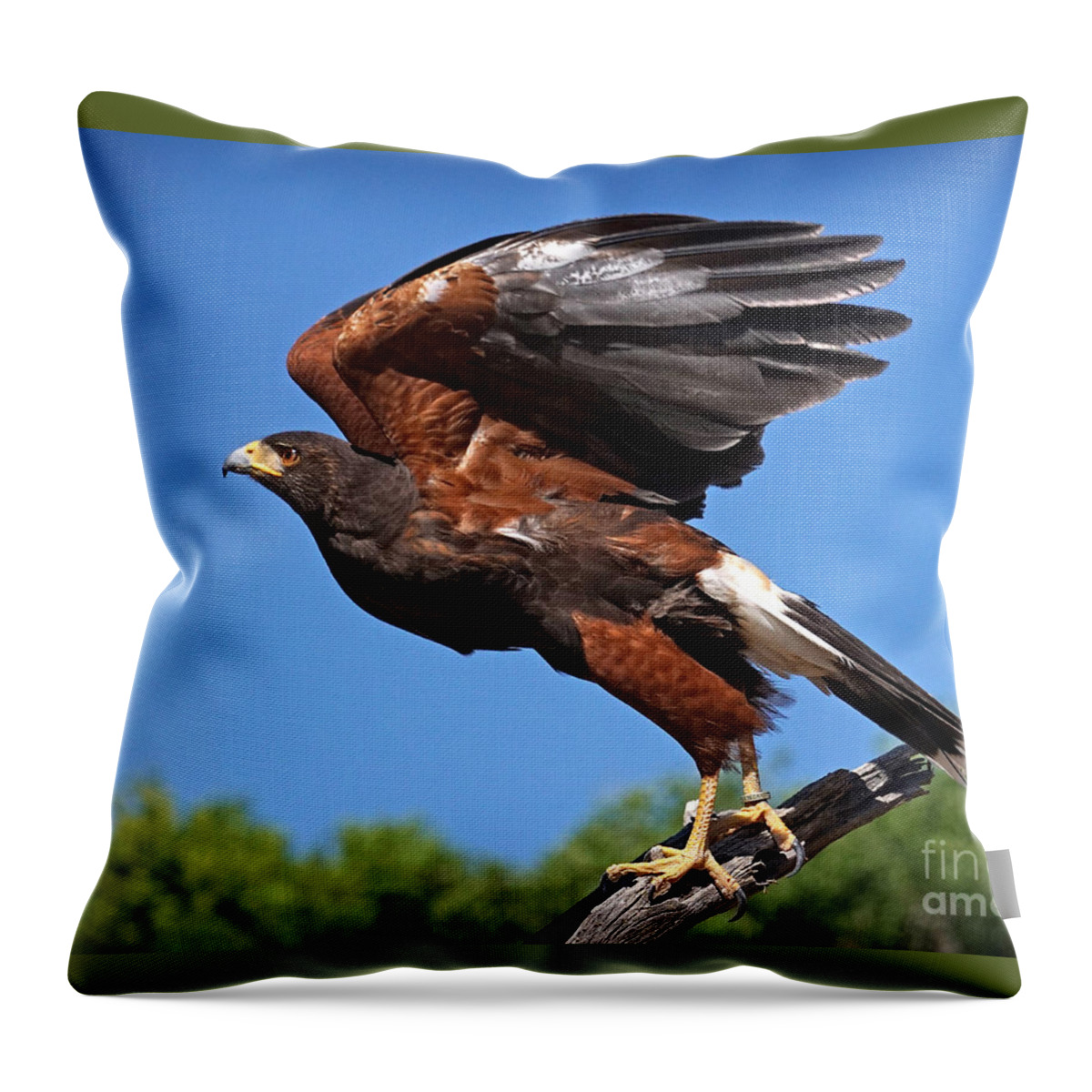 Harris's Hawk Throw Pillow featuring the photograph Harris's Hawk by Martin Konopacki