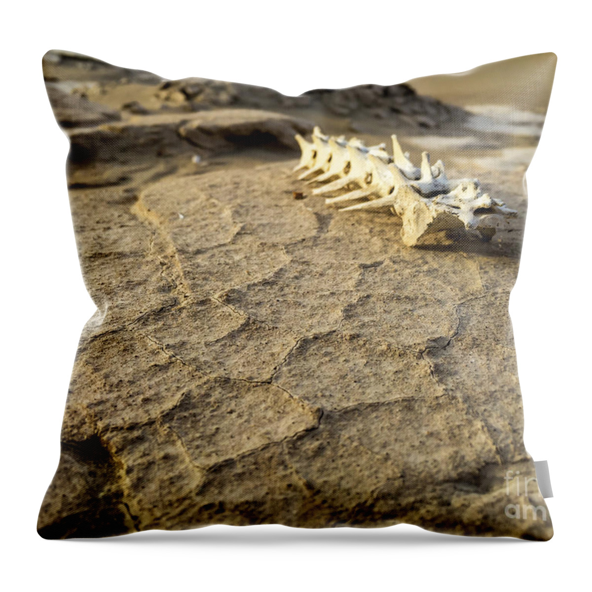 Adventure Throw Pillow featuring the photograph Harsh Reality by Charles Dobbs