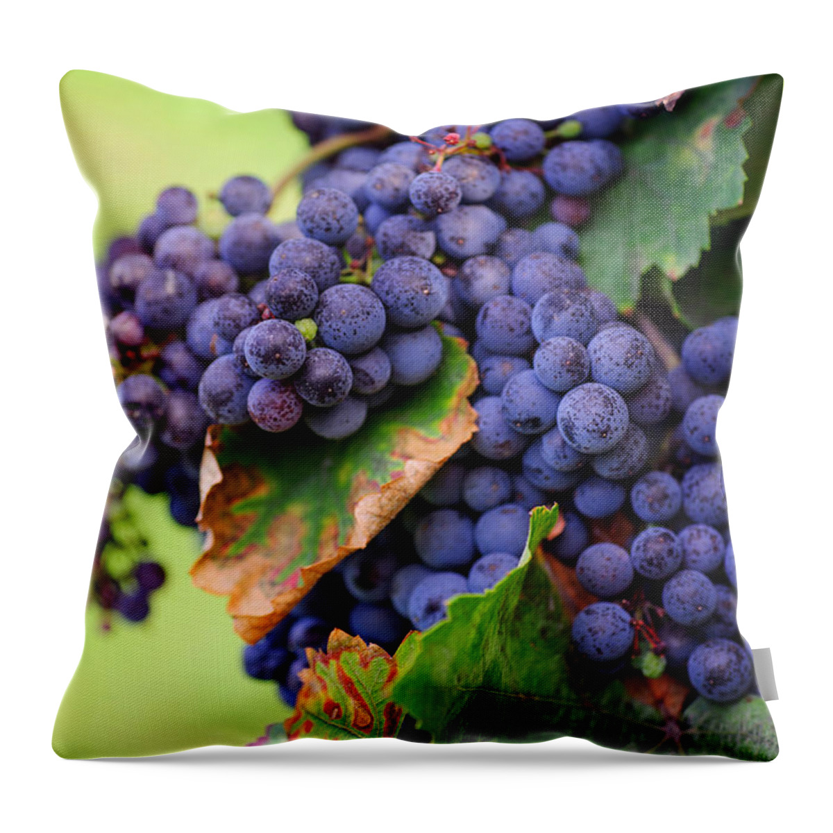 Grapes Throw Pillow featuring the photograph Harvesting by Jenny Rainbow