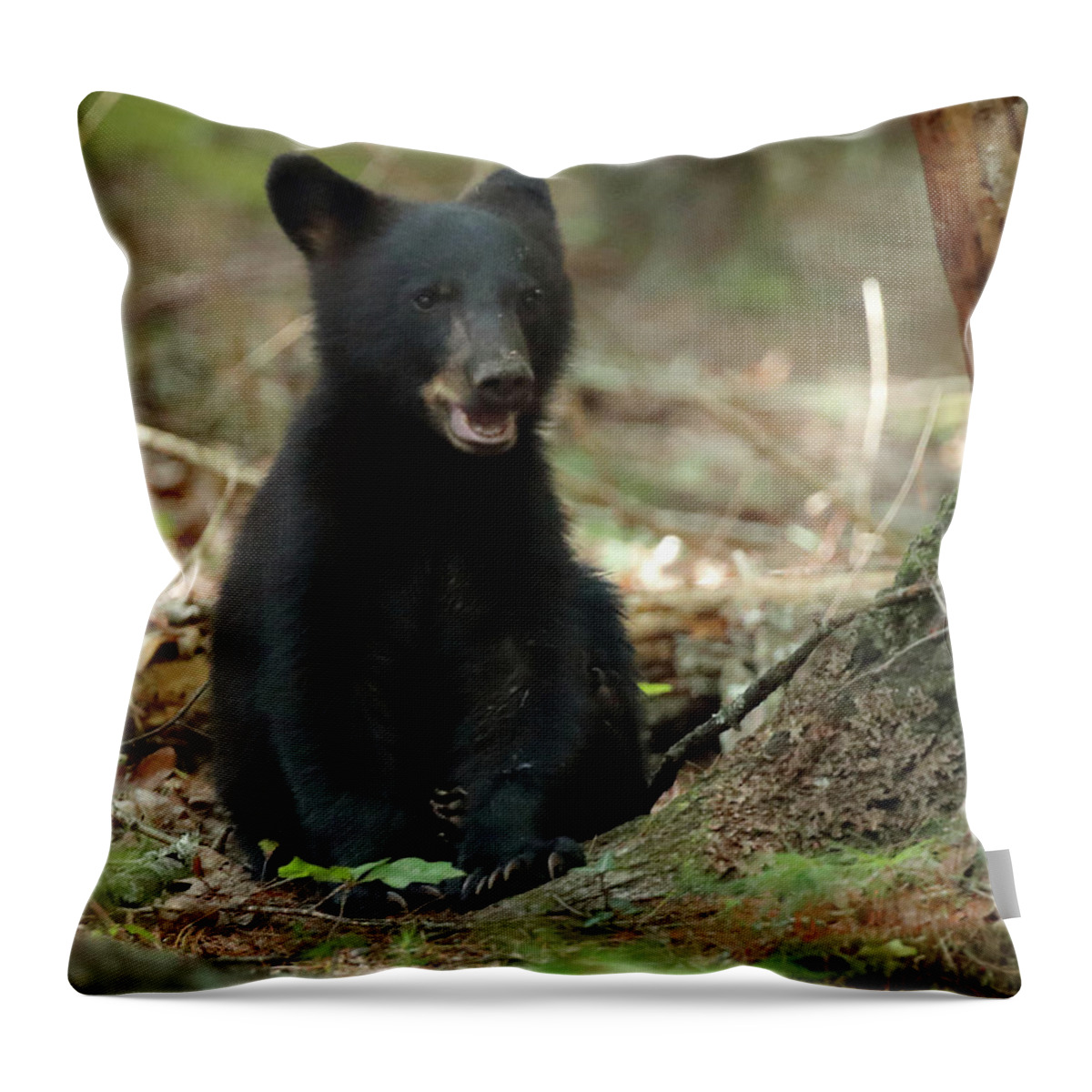 Black Bear Throw Pillow featuring the photograph Have You Seen My Mother by Coby Cooper